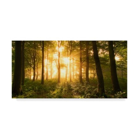 Leif Londal 'Light In The Forest Shining' Canvas Art,10x19